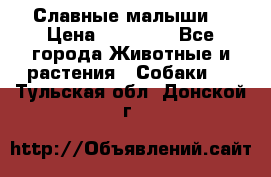 Славные малыши! › Цена ­ 10 000 - Все города Животные и растения » Собаки   . Тульская обл.,Донской г.